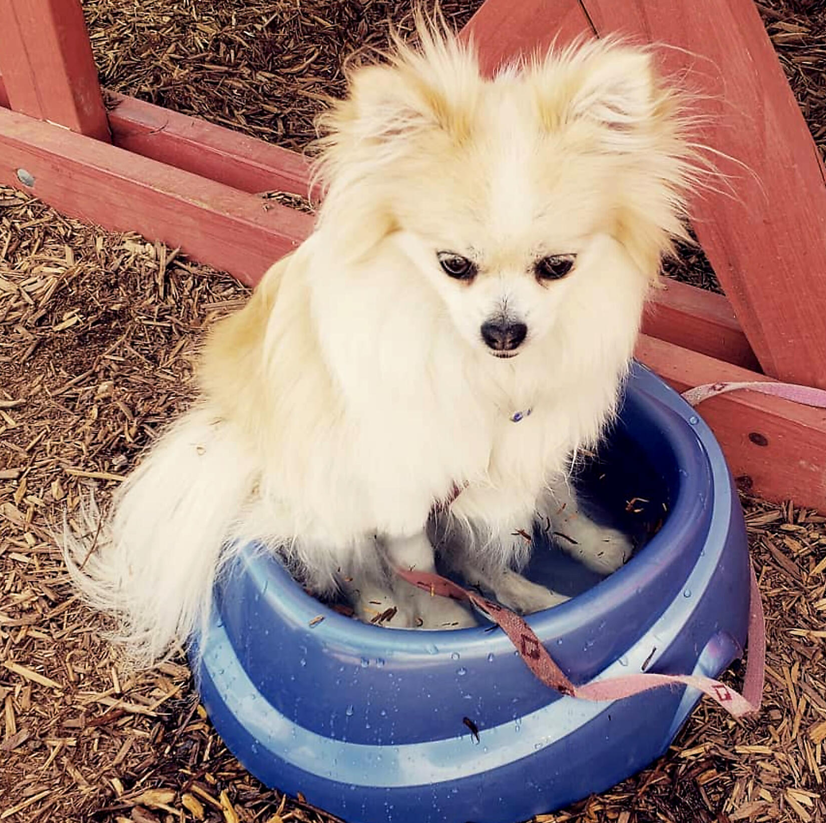 Cece getting some relief from the heat