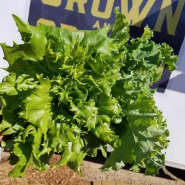 Head of green leaf lettuce from Estes Farms in Clay, Louisiana