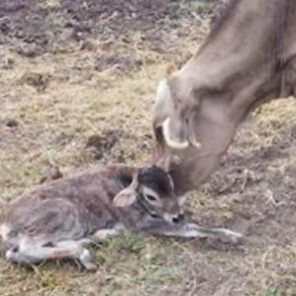 A cow caring for a calf at Flowing Hills Creamery in Belmont, Louisiana